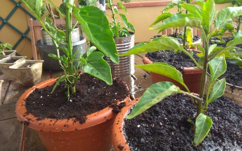 5 plante pe care le poţi creşte la tine acasă