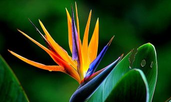 3 plante tropicale pe care le poţi creşte la tine acasă