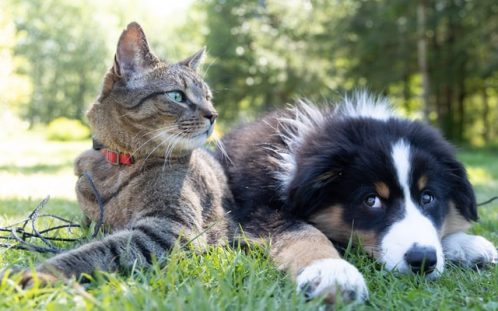 5 Lucruri esențiale despre animalele de companie
