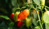 3 Legume pe care le poți cultiva pe balcon