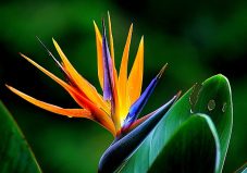 3 plante tropicale pe care le poţi creşte la tine acasă